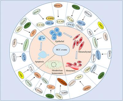 Roles and regulation of histone acetylation in hepatocellular carcinoma